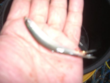 オリジナルメーカー海づり公園(市原市海づり施設) 釣果