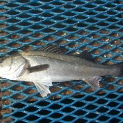 オリジナルメーカー海づり公園(市原市海づり施設) 釣果