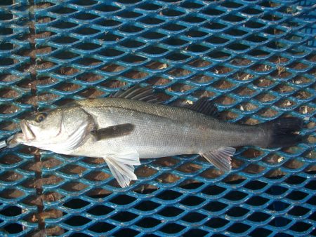 オリジナルメーカー海づり公園(市原市海づり施設) 釣果