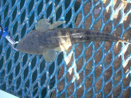 オリジナルメーカー海づり公園(市原市海づり施設) 釣果