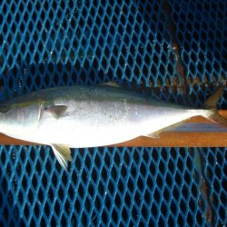 オリジナルメーカー海づり公園(市原市海づり施設) 釣果