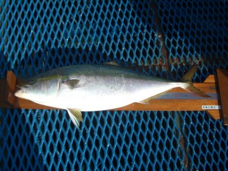 オリジナルメーカー海づり公園(市原市海づり施設) 釣果