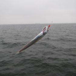 オリジナルメーカー海づり公園(市原市海づり施設) 釣果