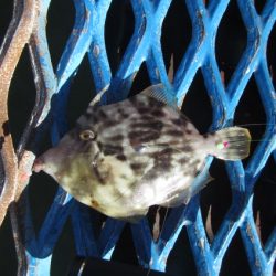 オリジナルメーカー海づり公園(市原市海づり施設) 釣果