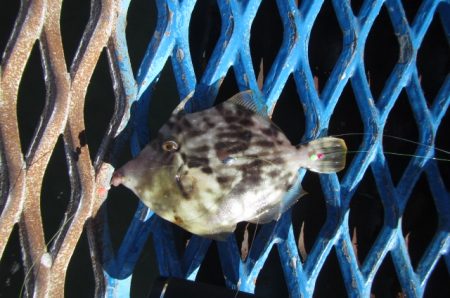 オリジナルメーカー海づり公園(市原市海づり施設) 釣果