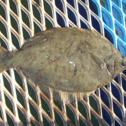 オリジナルメーカー海づり公園(市原市海づり施設) 釣果