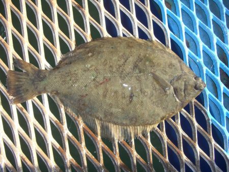 オリジナルメーカー海づり公園(市原市海づり…