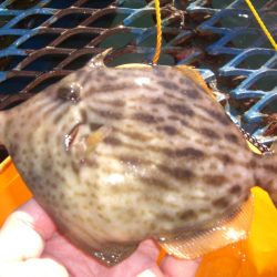 オリジナルメーカー海づり公園(市原市海づり施設) 釣果