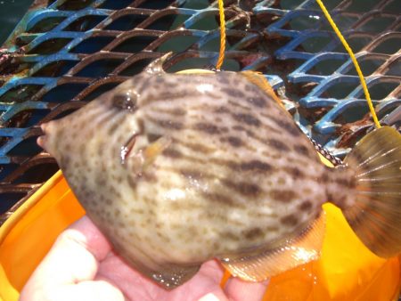 オリジナルメーカー海づり公園(市原市海づり施設) 釣果