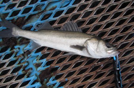 オリジナルメーカー海づり公園(市原市海づり…