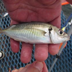 オリジナルメーカー海づり公園(市原市海づり施設) 釣果