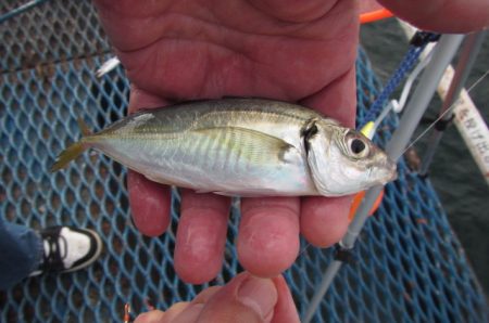 オリジナルメーカー海づり公園(市原市海づり施設) 釣果