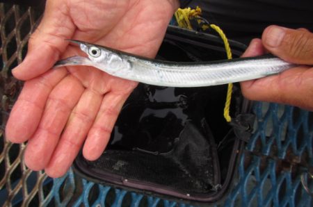 オリジナルメーカー海づり公園(市原市海づり施設) 釣果