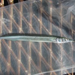 オリジナルメーカー海づり公園(市原市海づり施設) 釣果