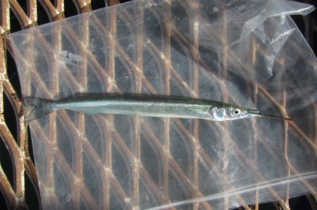 オリジナルメーカー海づり公園(市原市海づり…