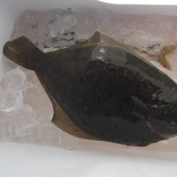 オリジナルメーカー海づり公園(市原市海づり施設) 釣果