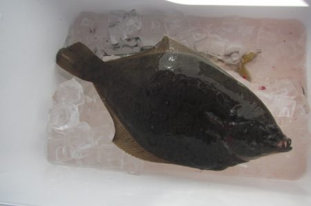 オリジナルメーカー海づり公園(市原市海づり施設) 釣果