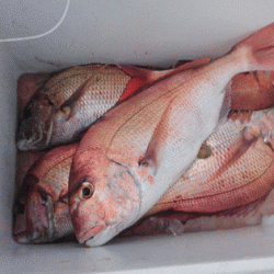 遊漁船ブルーウッズ 釣果