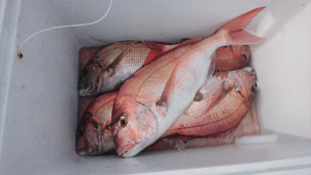 遊漁船ブルーウッズ 釣果