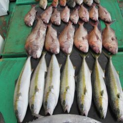 真祐丸 （しんゆうまる） 釣果