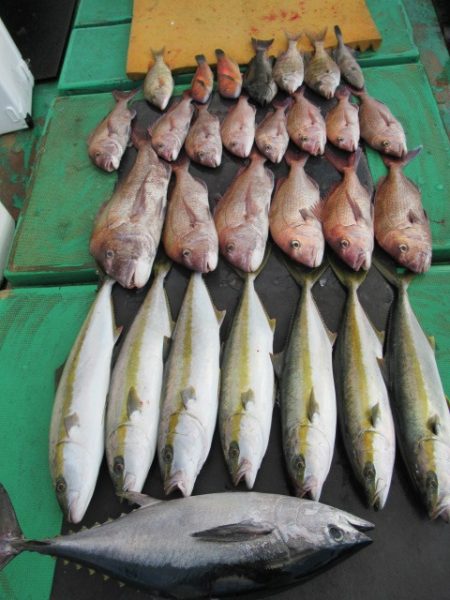 真祐丸 （しんゆうまる） 釣果