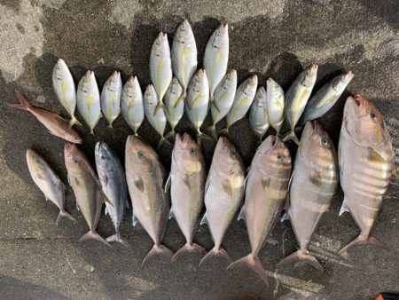 フィッシングハウス伊藤 釣果