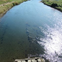 狩野川(狩野川漁業協同組合) 釣果