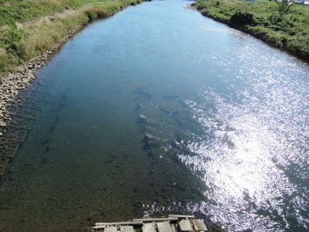 狩野川(狩野川漁業協同組合) 釣果