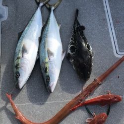 へいみつ丸 釣果