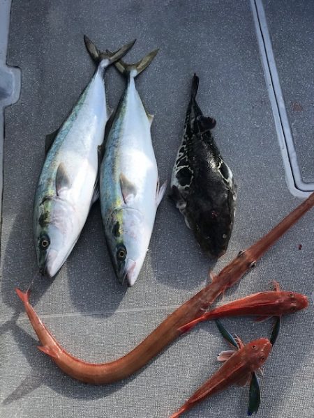 へいみつ丸 釣果