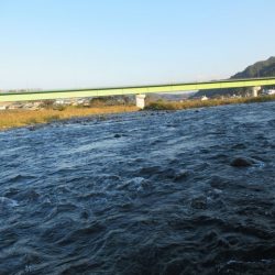 狩野川（狩野川漁業協同組合） 釣果