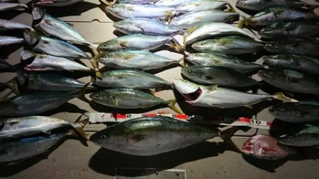 スカイマリン 釣果