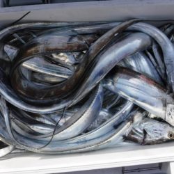 遊漁船 幸友丸 釣果