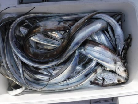 遊漁船 幸友丸 釣果