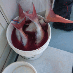 遊漁船ブルーウッズ 釣果