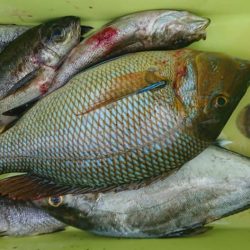 伊豆下田フィッシング 釣果