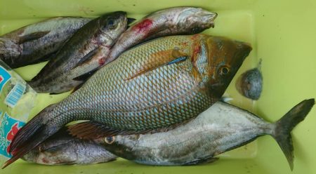 伊豆下田フィッシング 釣果