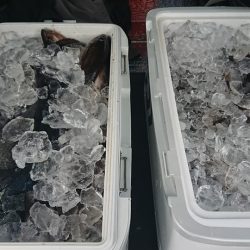 伊豆下田フィッシング 釣果