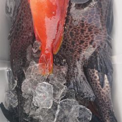 伊豆下田フィッシング 釣果