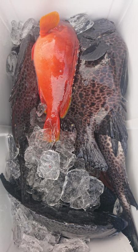 伊豆下田フィッシング 釣果