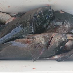 伊豆下田フィッシング 釣果