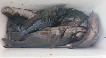 伊豆下田フィッシング 釣果