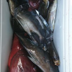 伊豆下田フィッシング 釣果