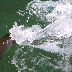 小菅トラウトガーデン 釣果