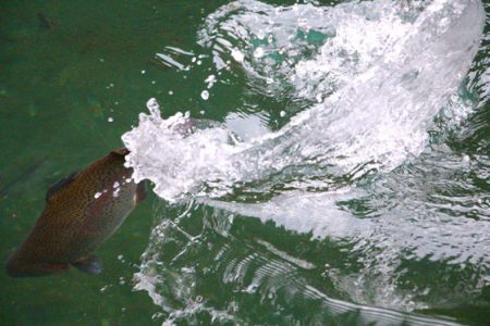 小菅トラウトガーデン 釣果