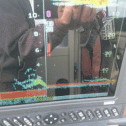 遊漁船ブルーウッズ 釣果