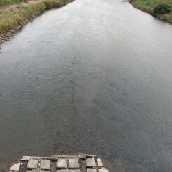 狩野川(狩野川漁業協同組合) 釣果