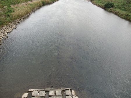 狩野川(狩野川漁業協同組合) 釣果