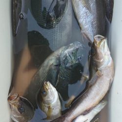 伊豆下田フィッシング 釣果