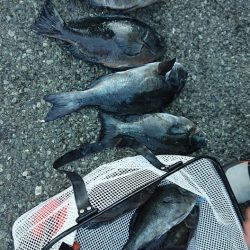 伊豆下田フィッシング 釣果